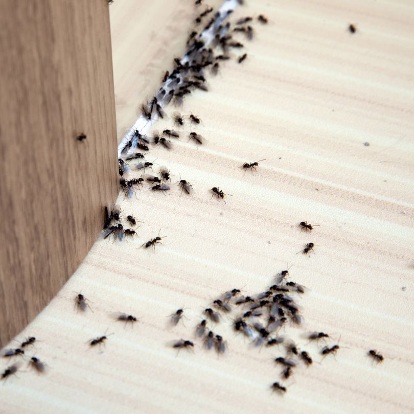 ants-control