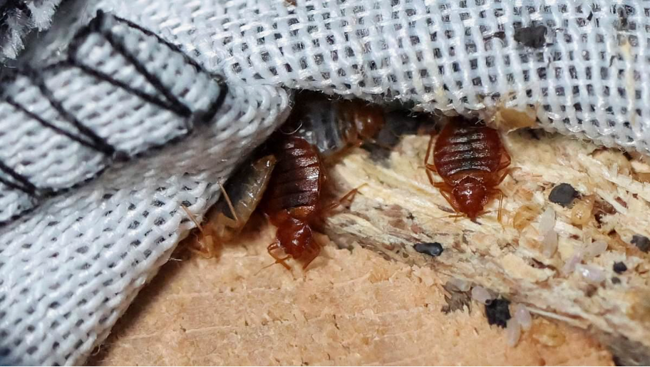 bed-bug-control